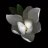 Sveagnol