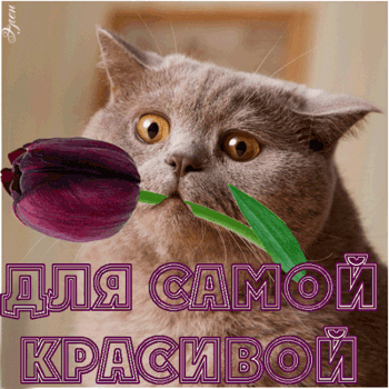 orig_147514ebec3362bdb562d852602cbeda.gif